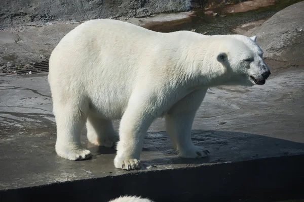 Urso polar — Fotografia de Stock