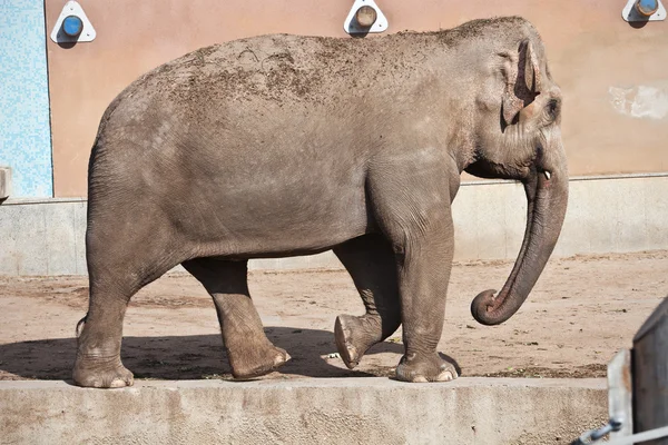 Elefant — Stockfoto