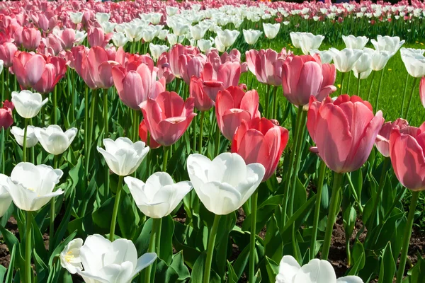 Fiori di tulipano — Foto Stock