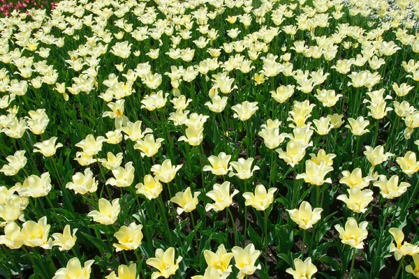 Tulpenblüten — Stockfoto