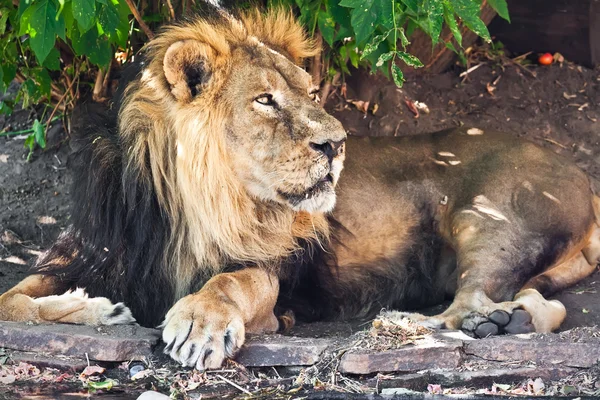 León. — Foto de Stock