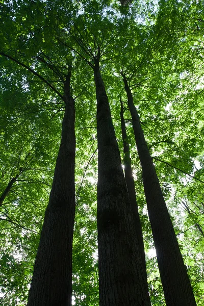 Grüner Wald — Stockfoto