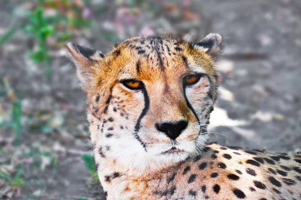 Gepard — Stockfoto