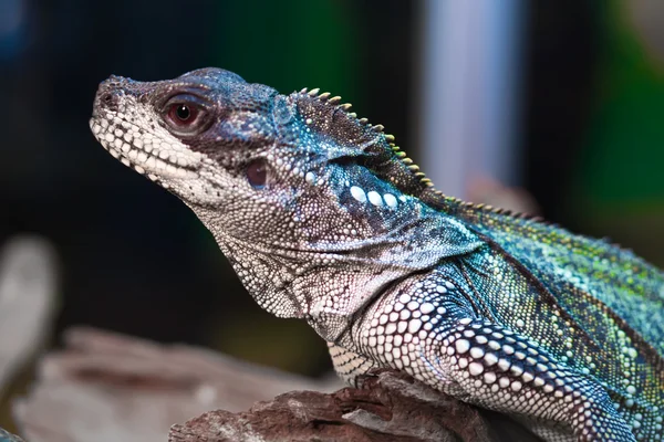 Lagarto — Fotografia de Stock