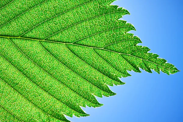 Green leaf — Stock Photo, Image