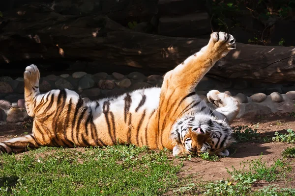 Tiger Climbing Tree — Stock Photo © thanarak 54394983