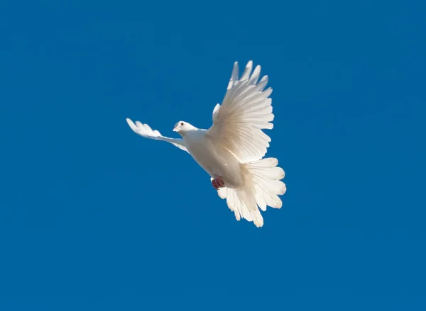 Dove Stock Photos, Royalty Free Dove Images Depositphotos