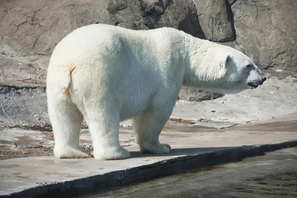 Urso polar — Fotografia de Stock