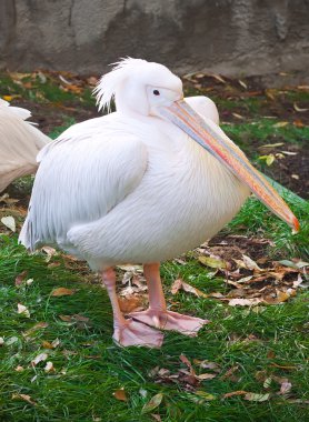 pelikan