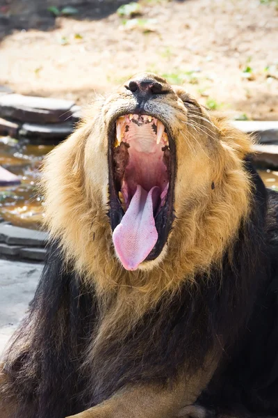 León. — Foto de Stock