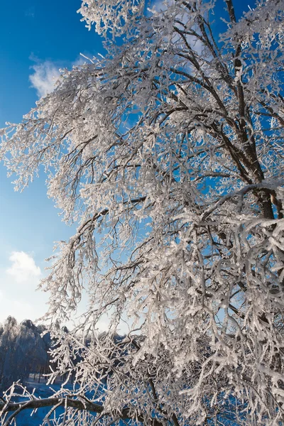 Floresta de Inverno — Fotografia de Stock