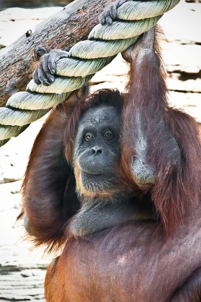 Orangutan — Stok fotoğraf