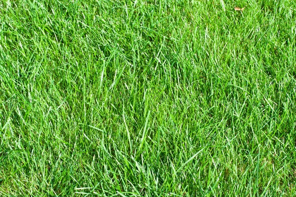 Green grass — Stock Photo, Image