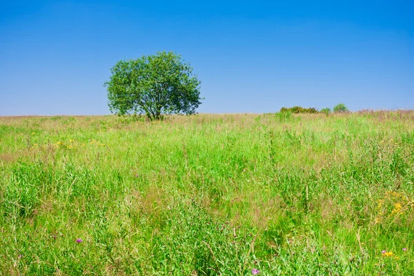 Árbol y campo —  Fotos de Stock