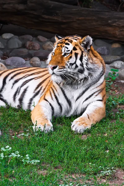 Tiger — Stockfoto