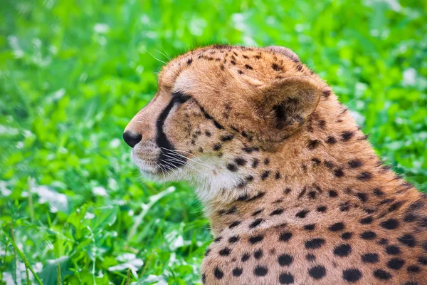 Jachtluipaarden — Stockfoto