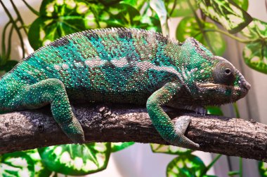 Panther chameleon clipart