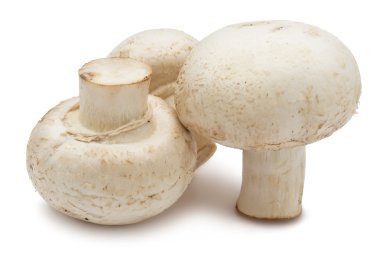 champignon mantarları