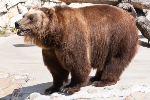 Bär — Stockfoto