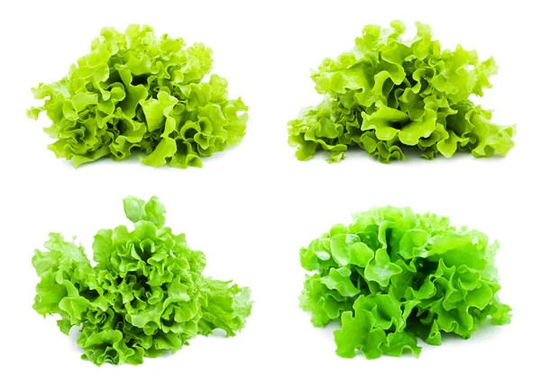 Kopfsalat — Stockfoto