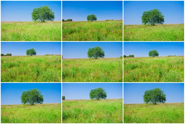 Albero e campo — Foto Stock