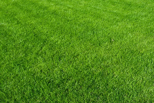 Groen gras — Stockfoto