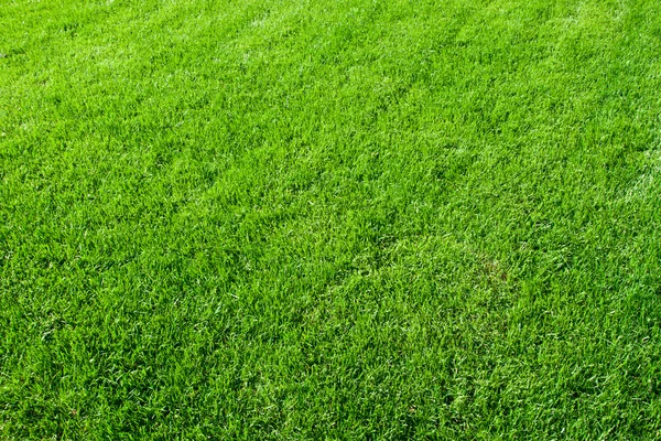 Зеленая трава — стоковое фото