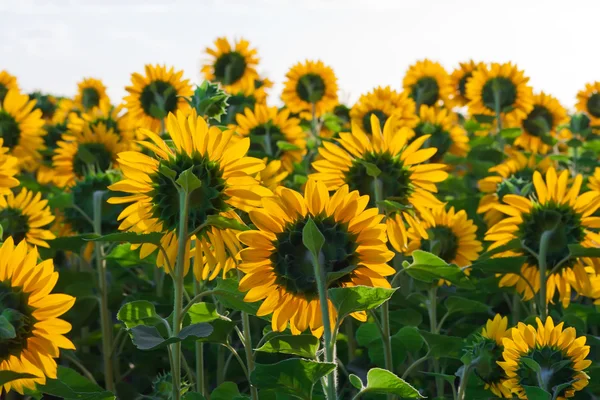 Girasoli — Foto Stock