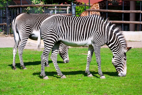 Zebra — Stok fotoğraf