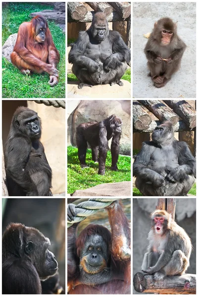 Maymunlar — Stok fotoğraf