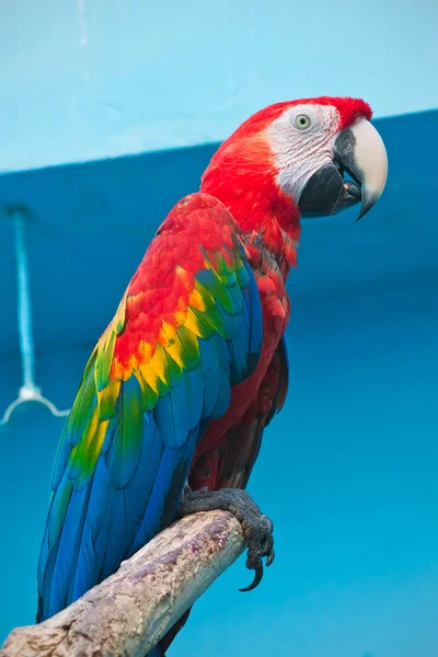 Ara pappagallo — Foto Stock