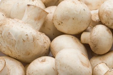 champignon mantarları