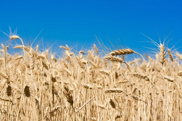 Campo di grano — Foto Stock