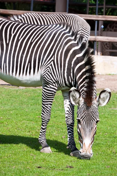 Zebra. — Fotografia de Stock