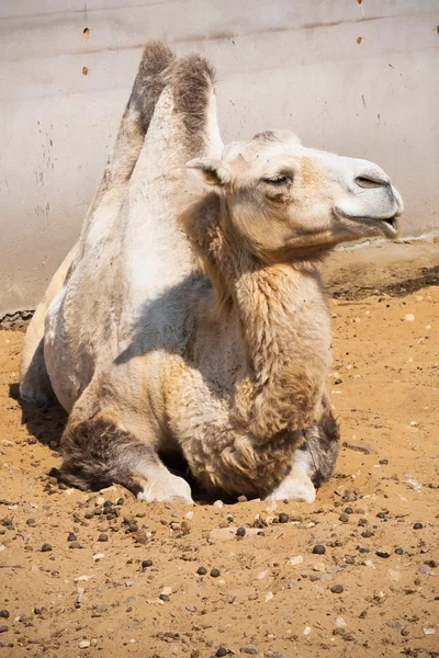 Camel — Stock Photo, Image