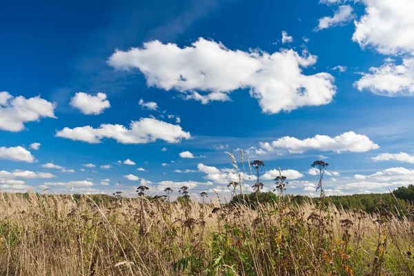 Wiese — Stockfoto