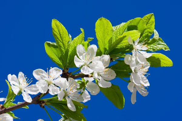 Apple flowers — Stock Photo, Image