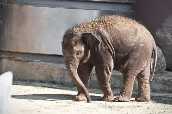 Elefant — Stockfoto