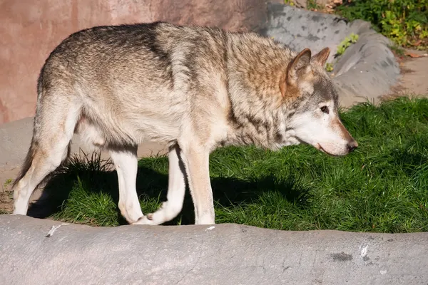 Wolf — Stock Photo, Image