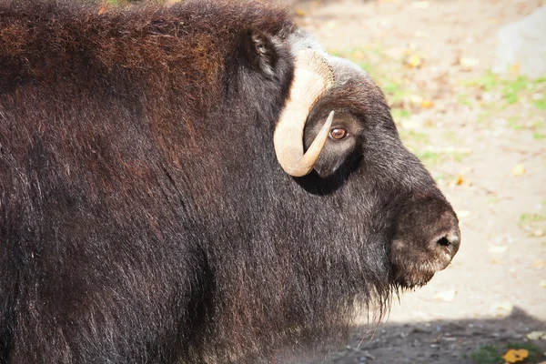 Muskox — Stock Photo, Image