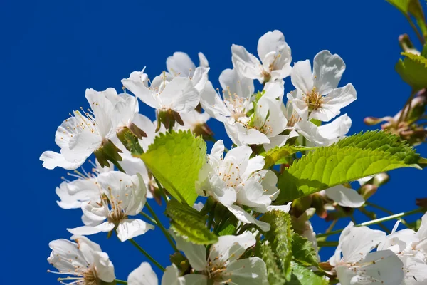 Apple flowers — Stock Photo, Image