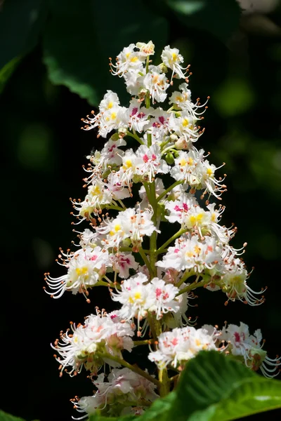 Kastanjeboom bloemen Stockfoto