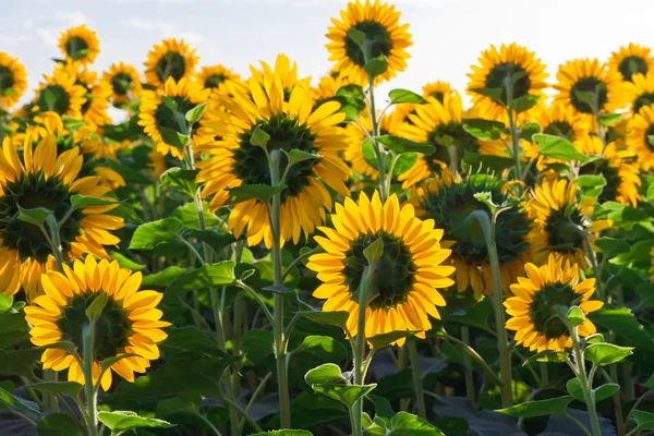 Girasoli — Foto Stock