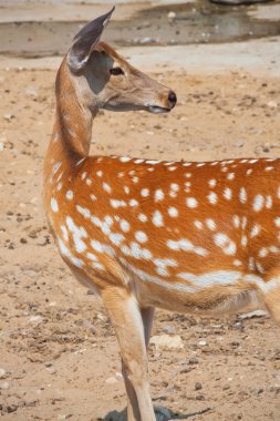 geyik