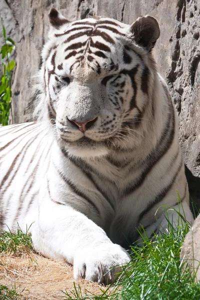 Tigre bianca — Foto Stock