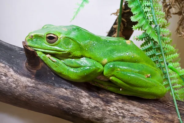 Chinese flying frog — Stock Photo, Image