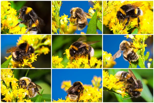 Bumblebee Przewodniczący — Zdjęcie stockowe