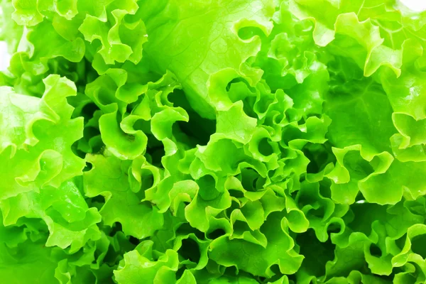 Lettuce — Stock Photo, Image