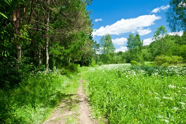 Zomer landschap — Stockfoto