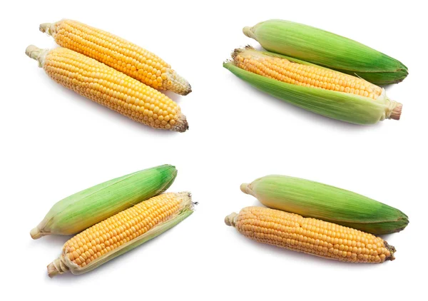 Corn — Stock Photo, Image